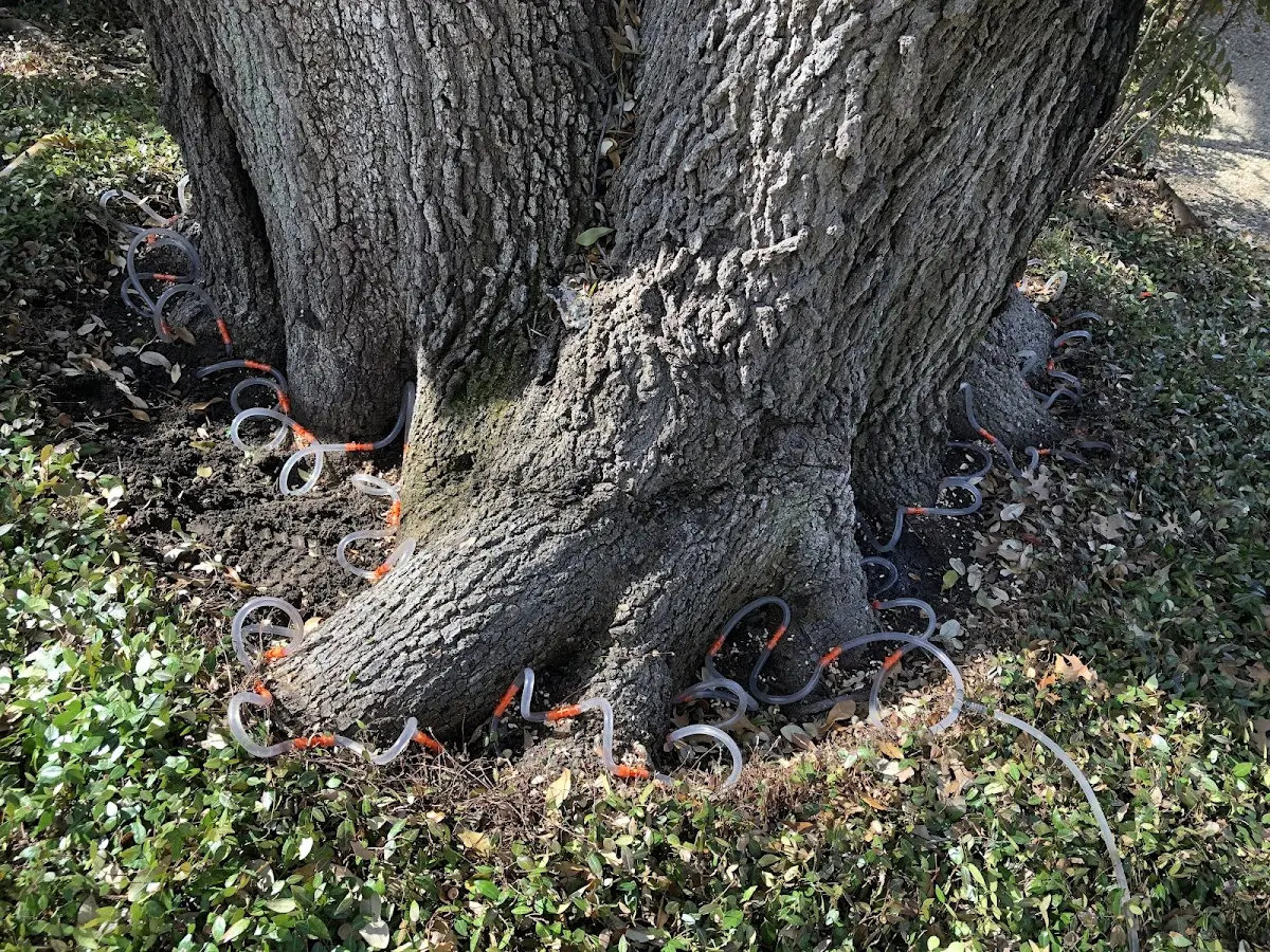 Detailed Tree Cabling and Bracing job site in Sloan
